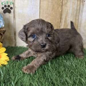 Chevy, Shih-Poo Puppy